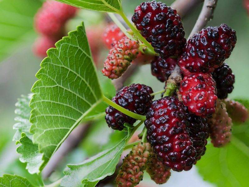 Шелковица купить саженцы из питомнике в Вышнем-Волочке