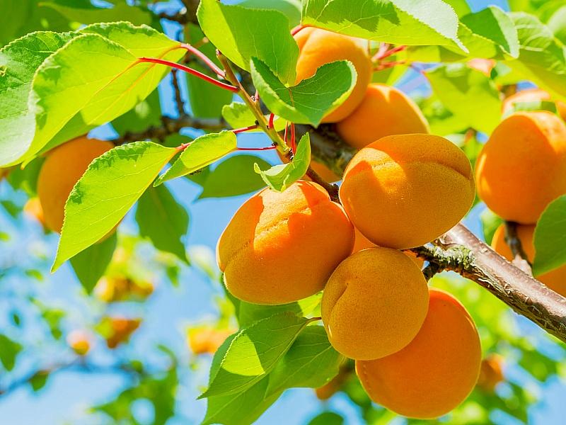 Абрикос купить саженцы из питомнике в Вышнем-Волочке