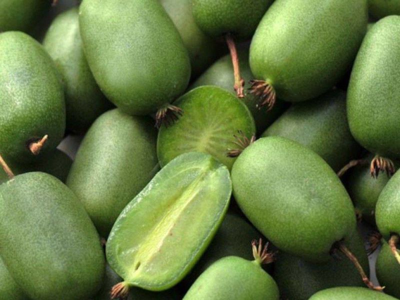 Актинидия купить саженцы из питомнике в Вышнем-Волочке