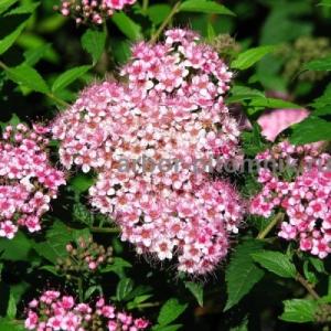 Спирея "БУМАЛЬДА" (стакан Р9)