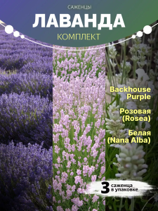 Саженцы лаванды Backhouse Purple Rosea и Nana Alba