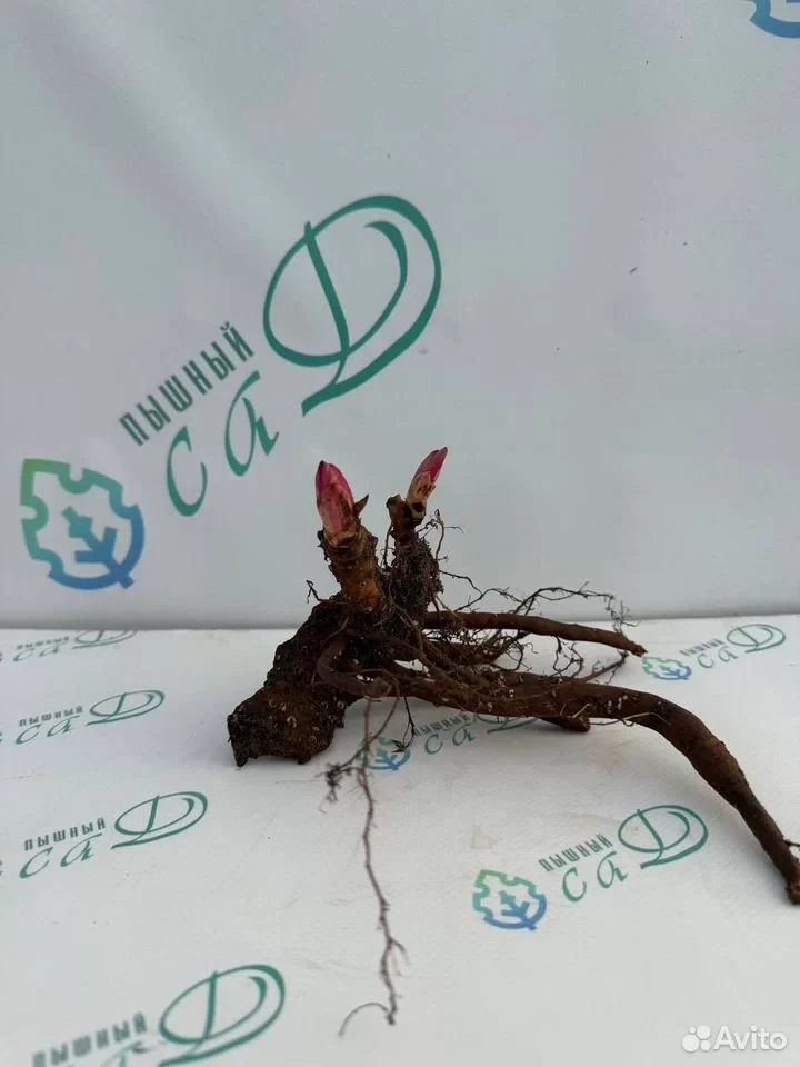 Пион" ДЖОКЕР"