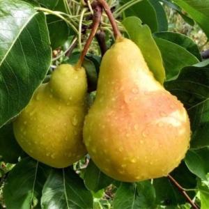 Груша "ЛАДА"