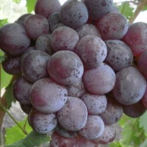 Виноград "ПЕРСИЯ"